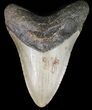 Megalodon Tooth - North Carolina #47839-1